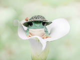 White's Tree Frog Dressed to Go Out Poster och Canvastavla
