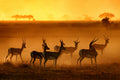 Golden Light Poster och Canvastavla