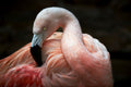 Plumage care Poster och Canvastavla