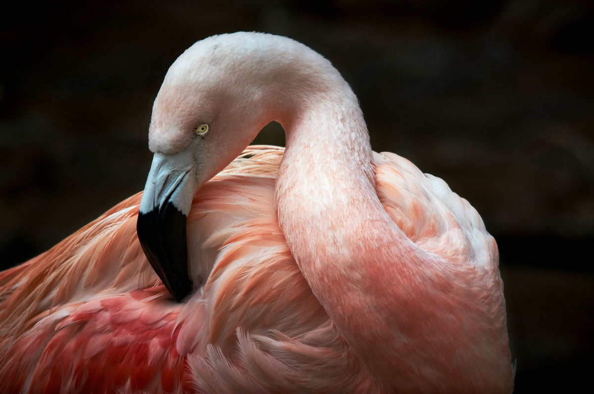 Plumage care Poster och Canvastavla