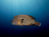 Humphead Wrasse Poster och Canvastavla