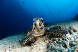 Sea turtle Looking at you Poster och Canvastavla
