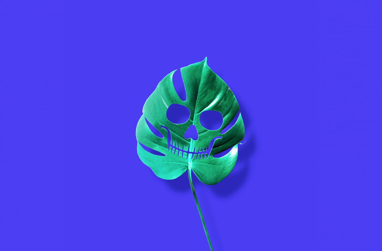 Monstera Poster och Canvastavla