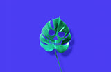 Monstera Poster och Canvastavla