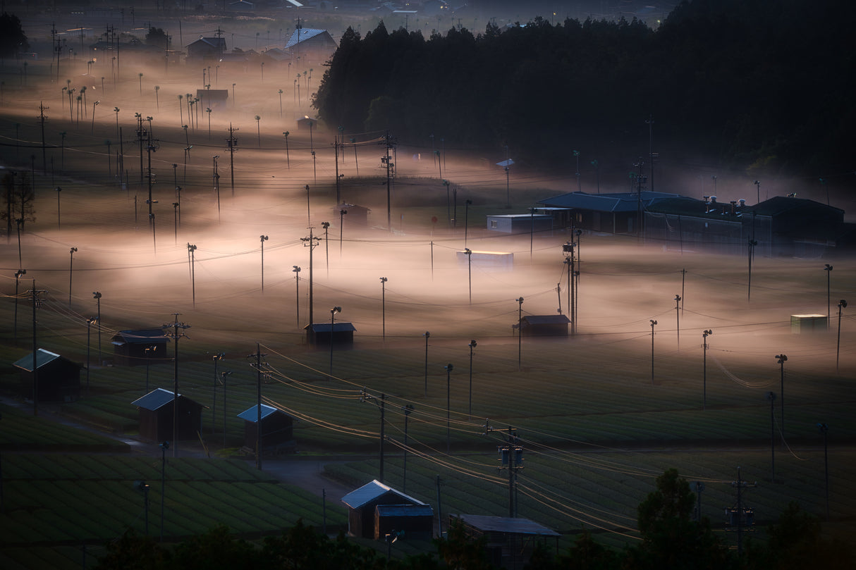 Foggy way Poster och Canvastavla