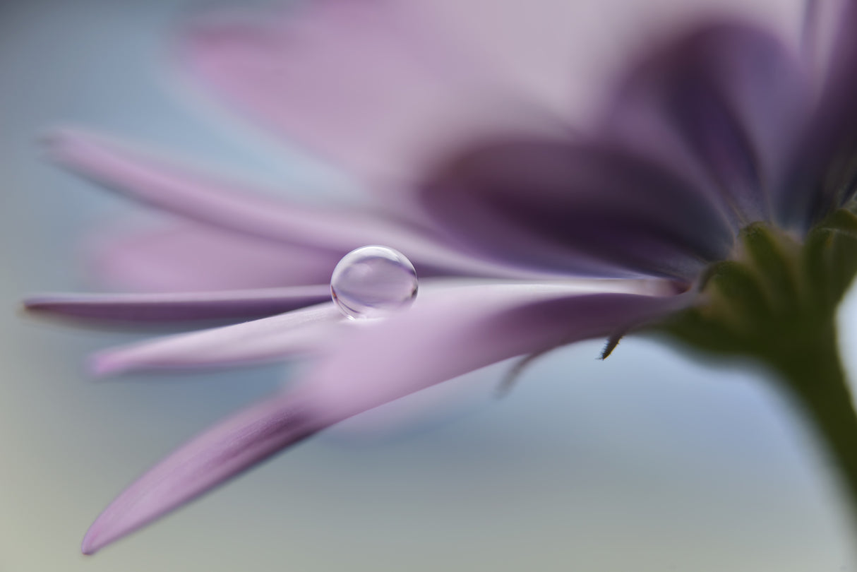 The peaceful drop Poster och Canvastavla