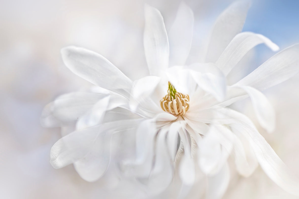 Magnolia Stellarta Poster och Canvastavla