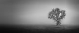 In the fog and in the middle of the fields Poster och Canvastavla