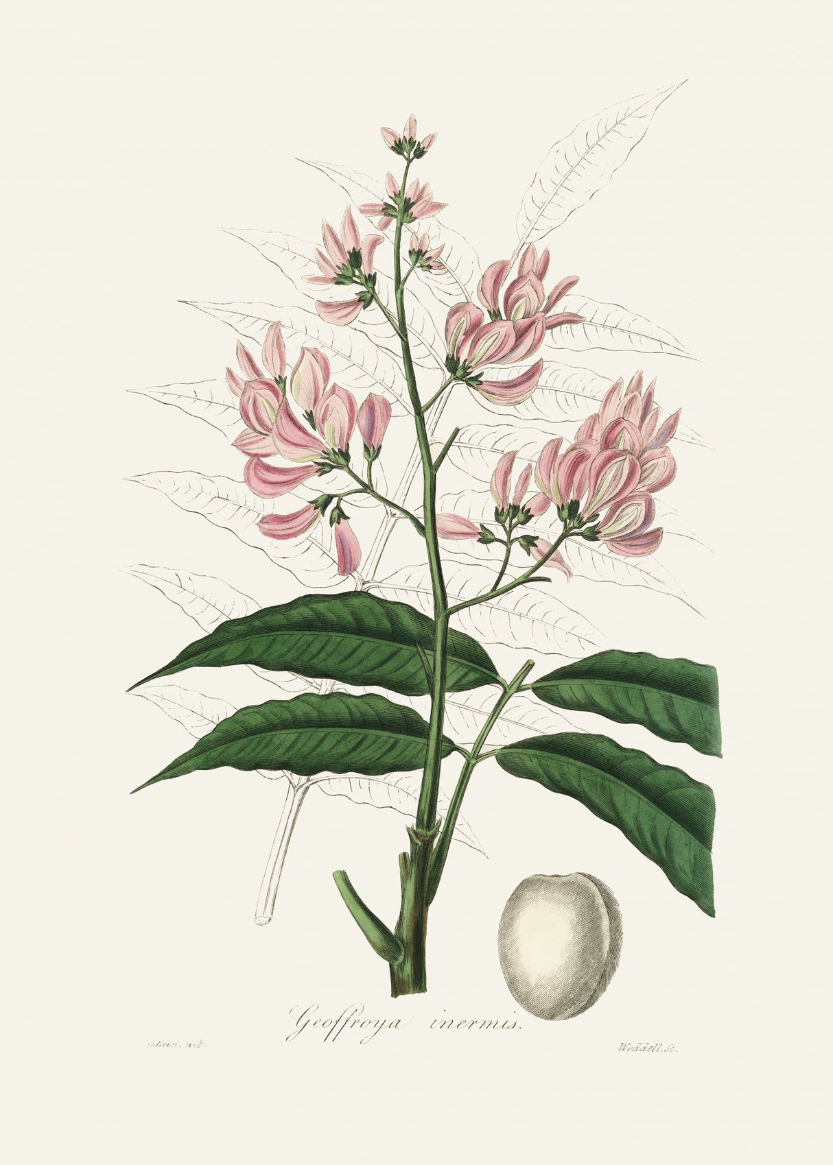 Geoffroya Inermis Medical Botany Poster och Canvastavla