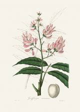 Geoffroya Inermis Medical Botany Poster och Canvastavla
