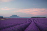 Lavender field Poster och Canvastavla