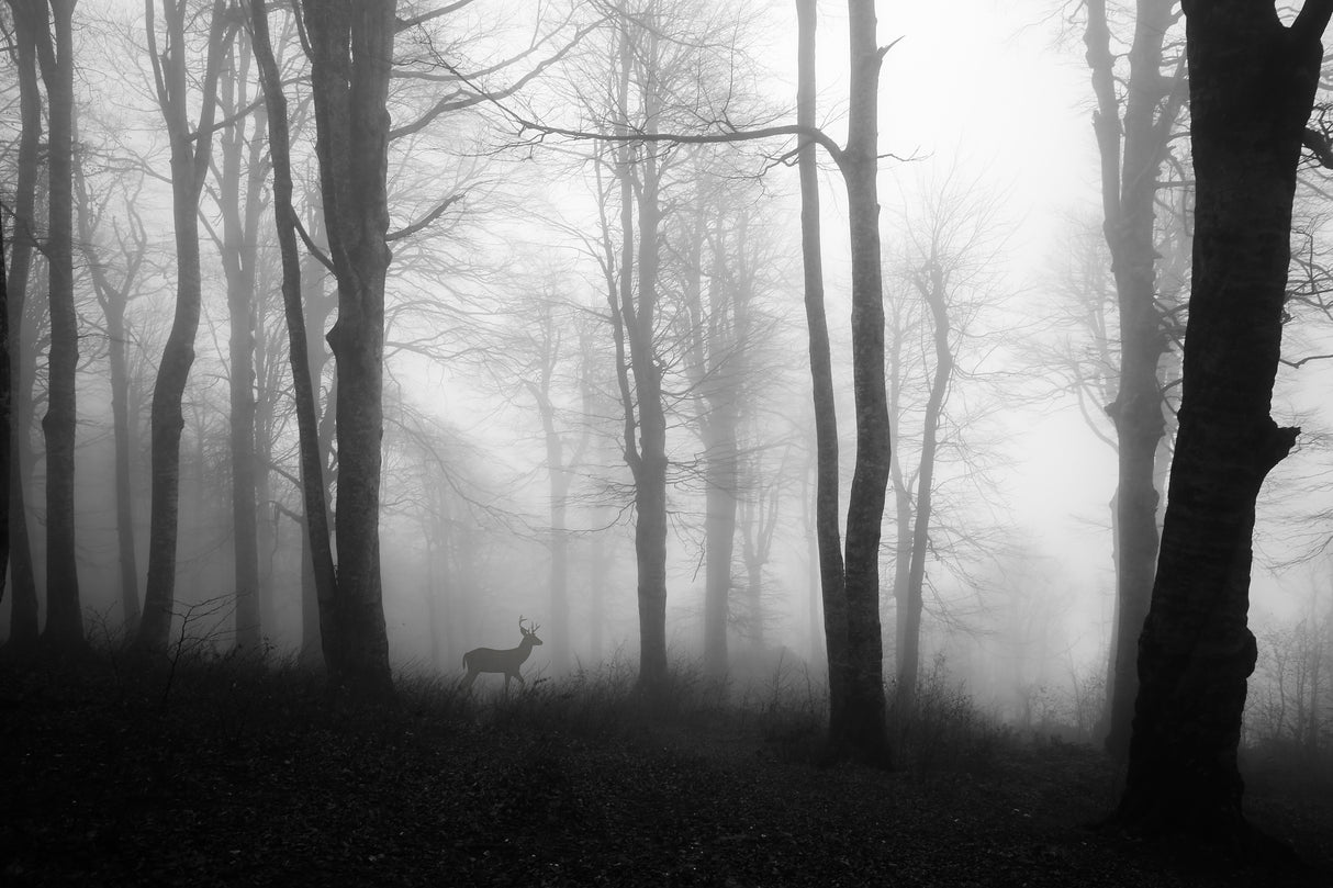 forest Poster och Canvastavla