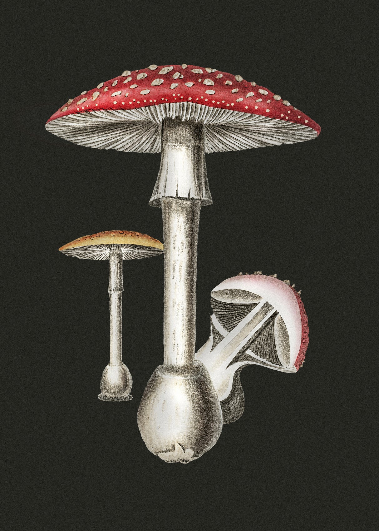 Amanita Muscaria Dark Background Poster och Canvastavla