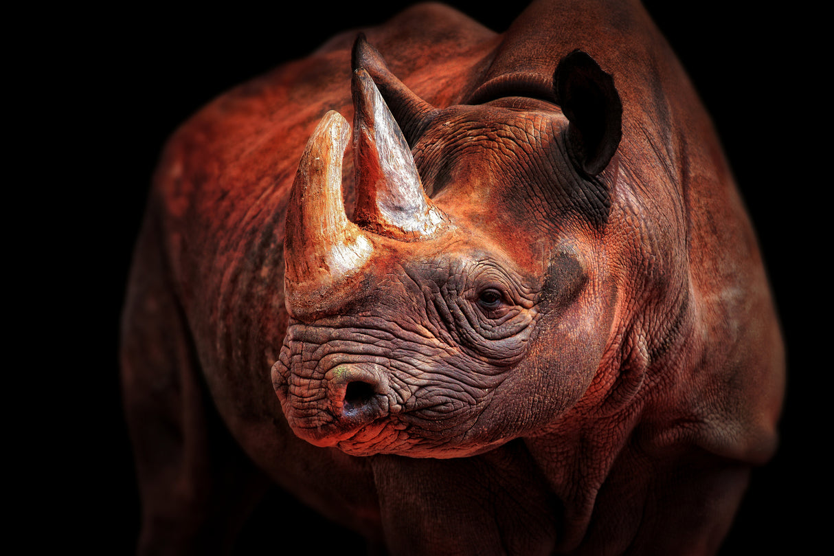 RHINO POSING Poster och Canvastavla
