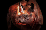RHINO POSING Poster och Canvastavla