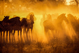 Zebras in Early Light-Botswana Poster och Canvastavla