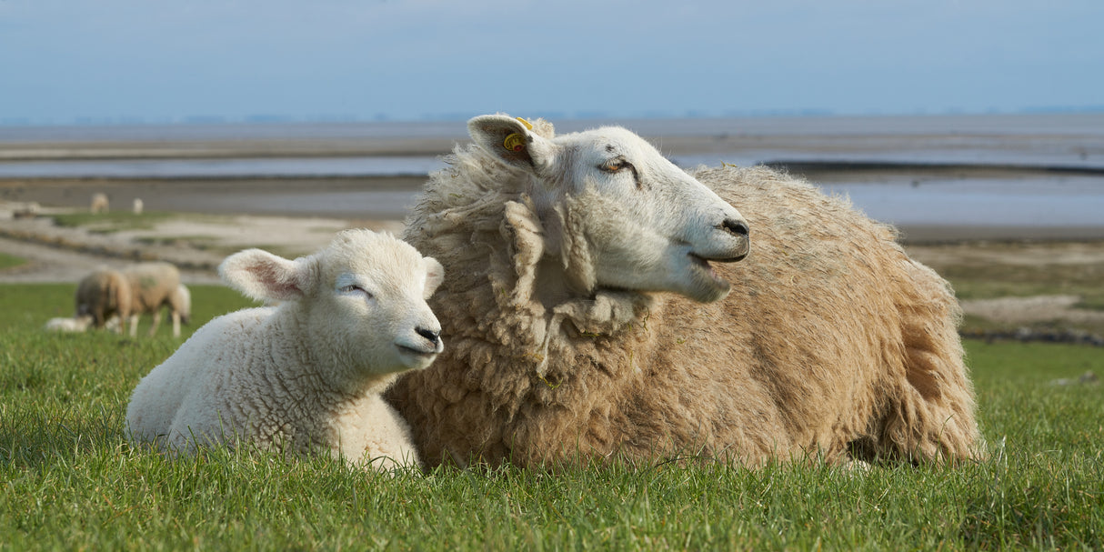 Sheep by the sea - lamb and ewe resting Poster och Canvastavla