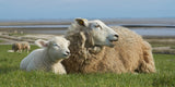 Sheep by the sea - lamb and ewe resting Poster och Canvastavla