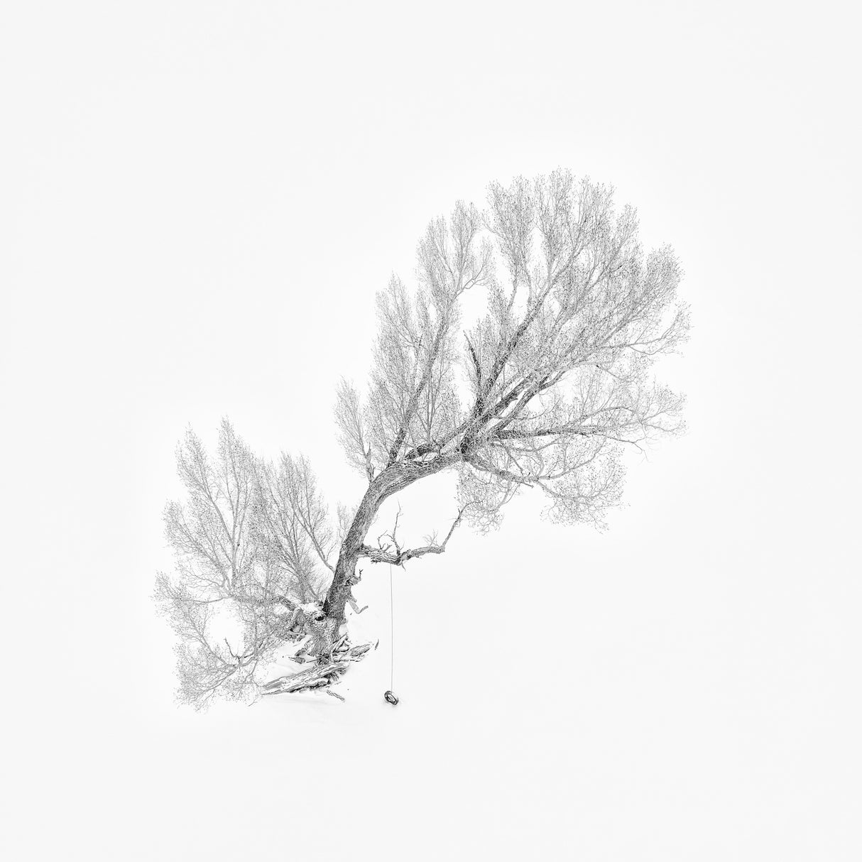 Lone Tree in Winter (Aerial View) Poster och Canvastavla