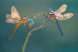 Perfect dragonflies Poster och Canvastavla