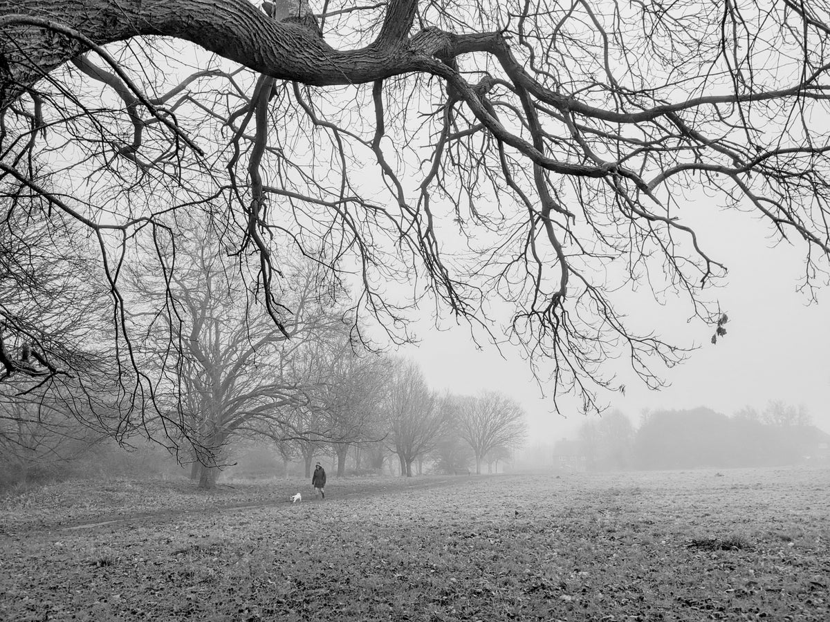 Field and Forest in Fog Poster och Canvastavla