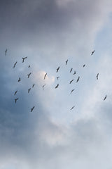 Free As a Bird Poster och Canvastavla