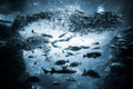 Underwater exploration Poster och Canvastavla