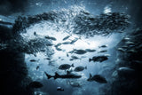 Underwater exploration Poster och Canvastavla