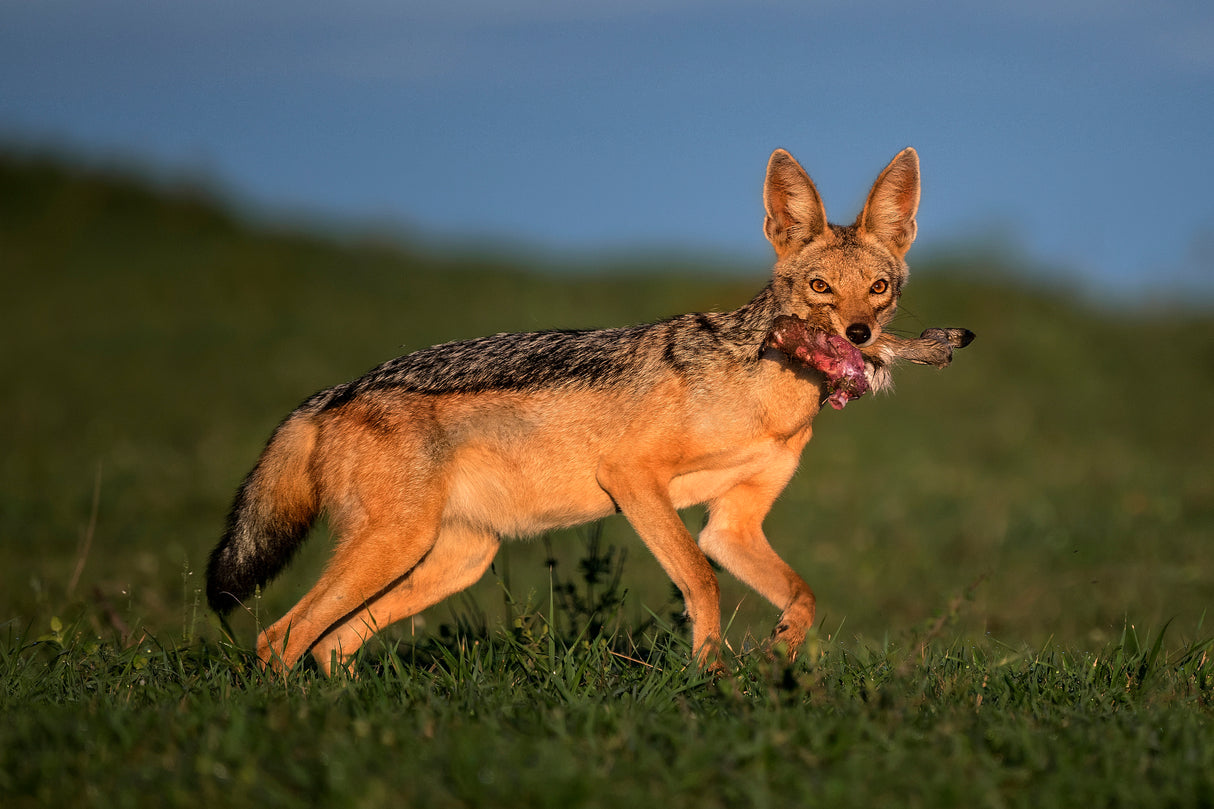Black-backed jackal with kill Poster och Canvastavla