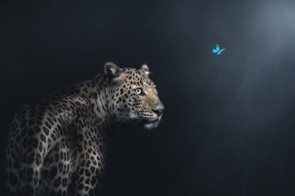 Imagination Poster och Canvastavla
