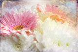 Ombre045flower Poster och Canvastavla
