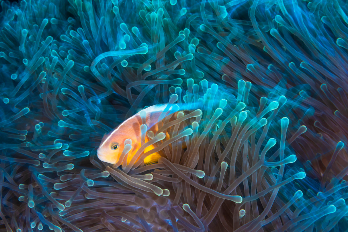 Skunk clownfish Poster och Canvastavla