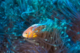 Skunk clownfish Poster och Canvastavla