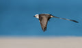 Scissor-tailed flycatcher Poster och Canvastavla