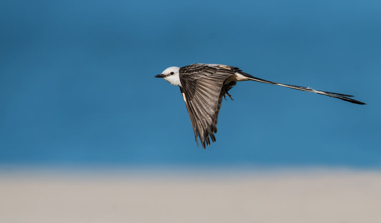 Scissor-tailed flycatcher Poster och Canvastavla