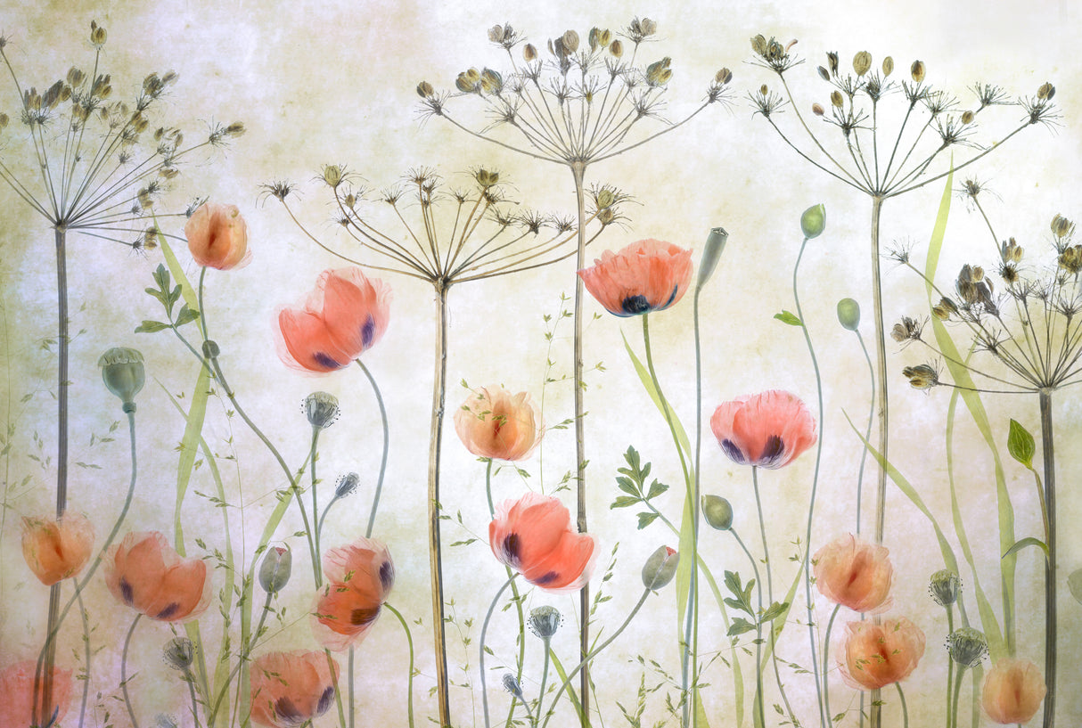 Poppy Meadow Poster och Canvastavla