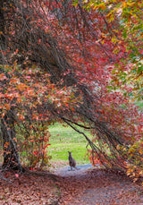 Hippity Hop Into Autumn! Poster och Canvastavla
