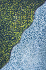 Double color forest Poster och Canvastavla