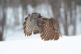 Great Grey Owl Poster och Canvastavla