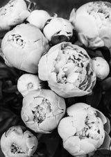 Peonies Poster och Canvastavla
