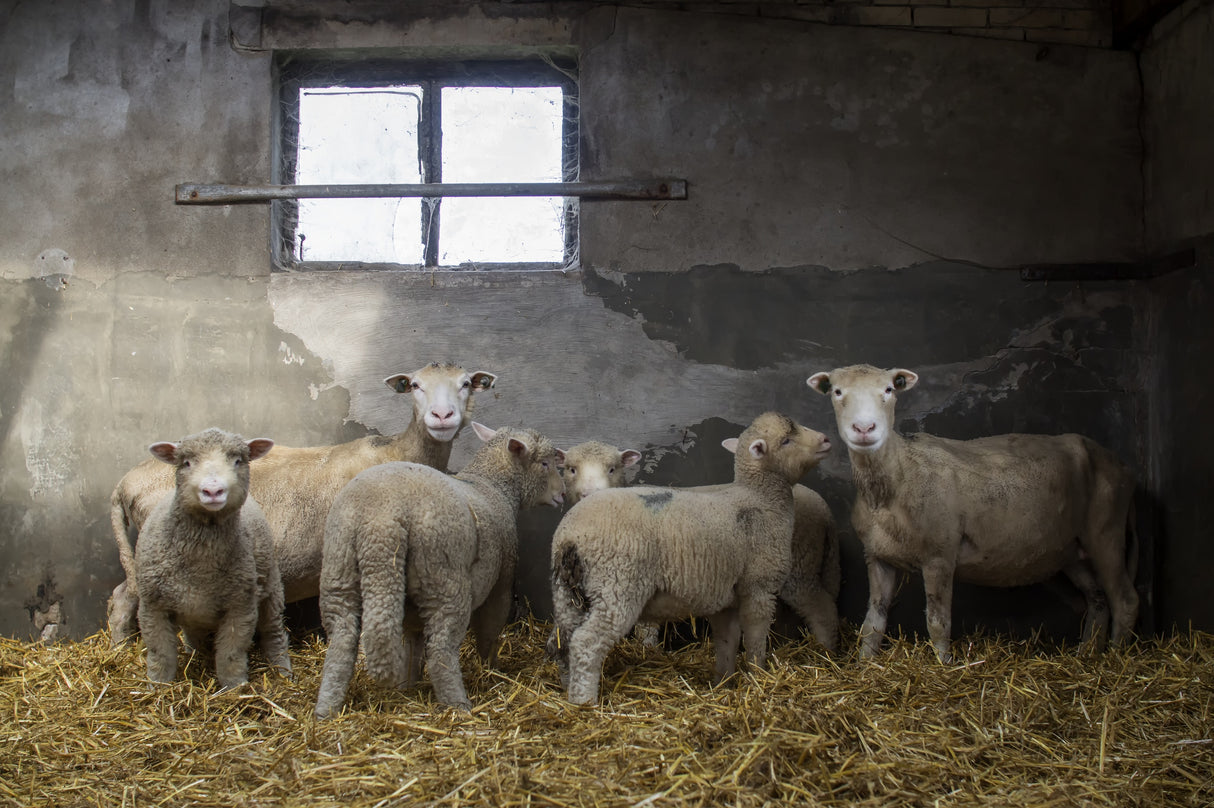 Sheep-ish Poster och Canvastavla