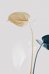 Monstera Creative 20 Poster och Canvastavla