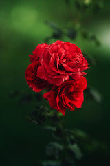 roses Poster och Canvastavla