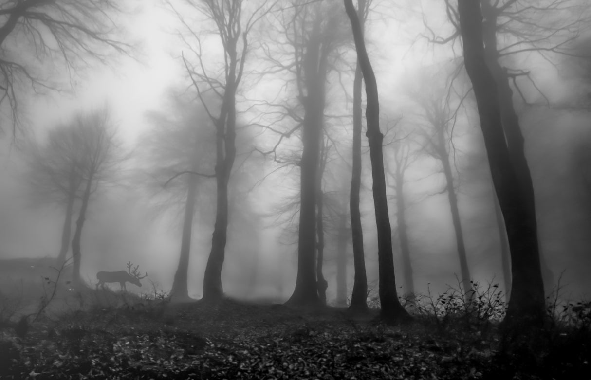 foggy forest Poster och Canvastavla