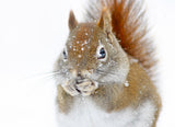 Christmas Squirrel Poster och Canvastavla