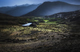 Sheep grazing Poster och Canvastavla