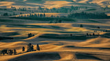 Field Scenery Poster och Canvastavla
