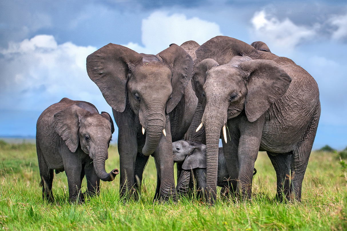 Elephant Family Poster och Canvastavla