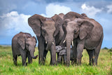 Elephant Family Poster och Canvastavla