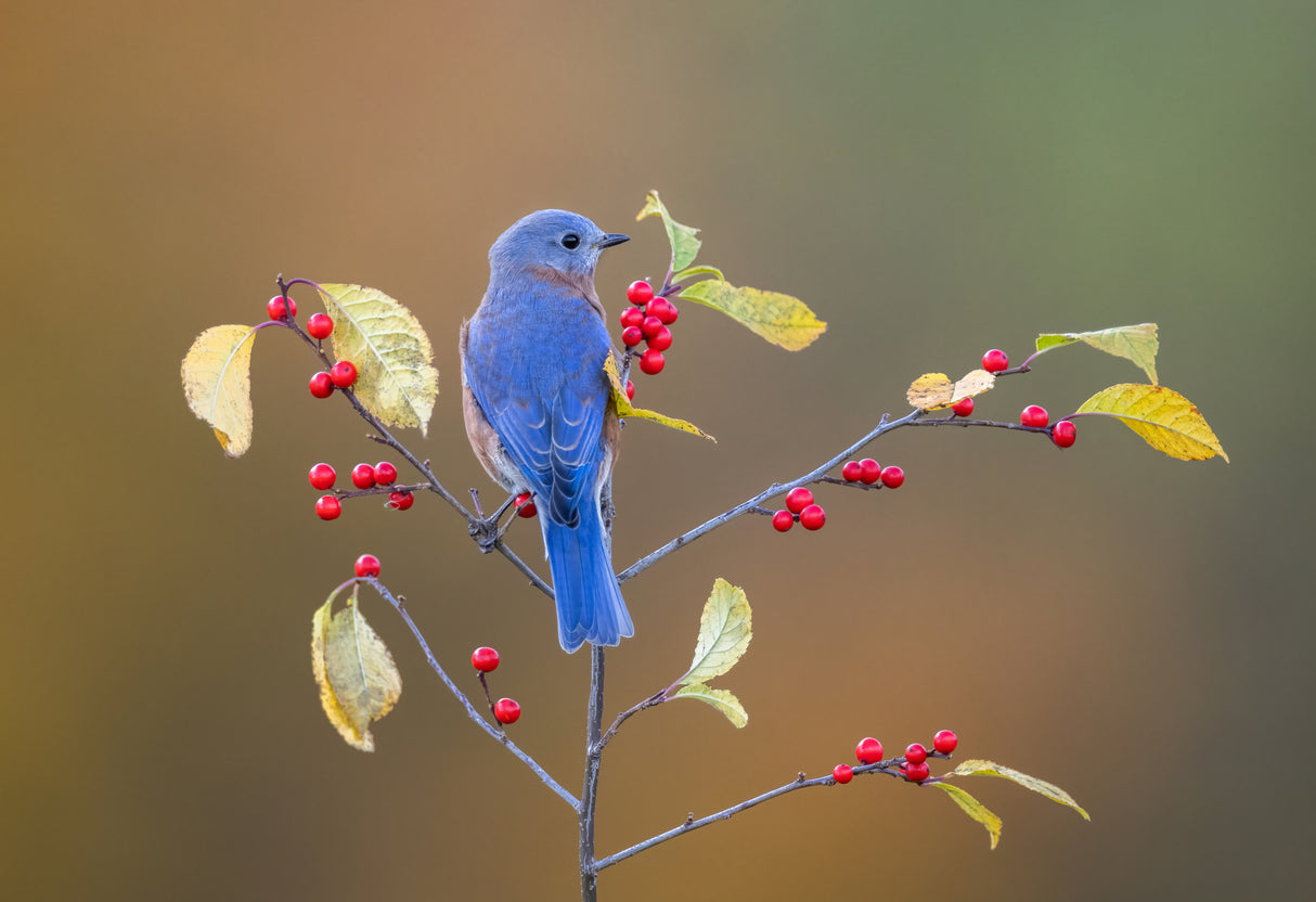 Eastern Bluebird Poster och Canvastavla